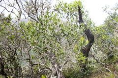 Olea capensis enervis