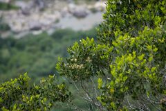 Olea capensis enervis