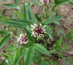 Trifolium longipes