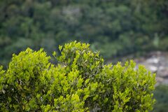 Olea capensis enervis