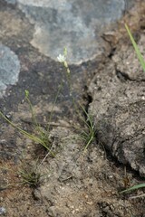 Ornithogalum juncifolium