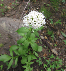 Valeriana occidentalis