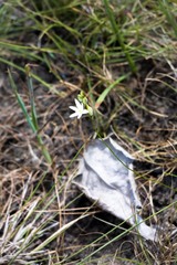 Ornithogalum juncifolium