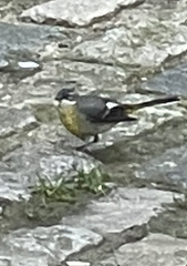 Motacilla cinerea