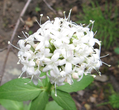Valeriana occidentalis