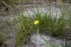 Osteospermum imbricatum