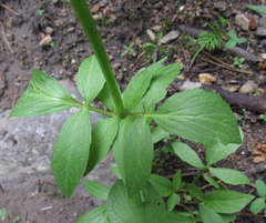 Valeriana occidentalis