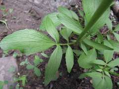 Valeriana occidentalis
