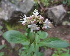 Valeriana sitchensis