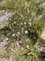 Alepidea