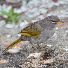 Embernagra longicauda