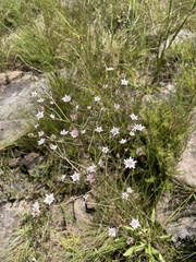 Alepidea
