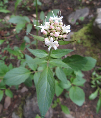 Valeriana sitchensis