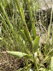 Alepidea