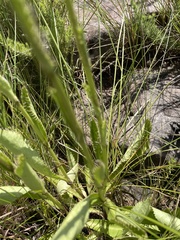 Alepidea