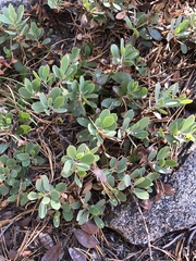 Arctostaphylos nevadensis