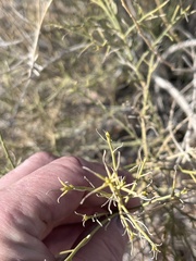 Ambrosia salsola
