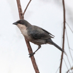 Microspingus cinereus
