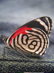 Diaethria candrena