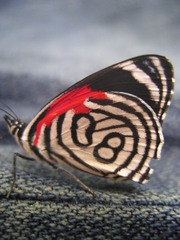 Diaethria candrena