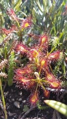 Drosera glabripes