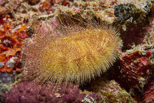 Eurypatagus ovalis observed 2022-12-18
