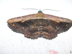 Selenisa sueroides