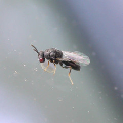 Eurytomidae
