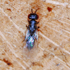 Eurytomidae