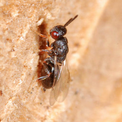 Eurytomidae