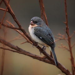 White-Bellied Seedeater photo 4