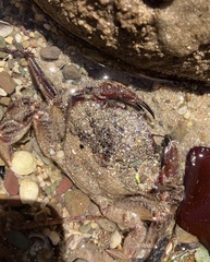 Nectocarcinus integrifrons
