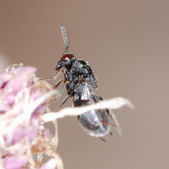 Eurytomidae
