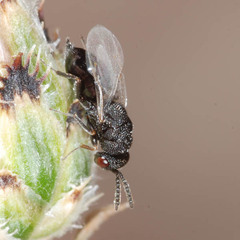 Eurytomidae