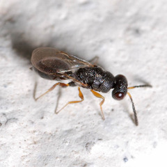 Eurytomidae