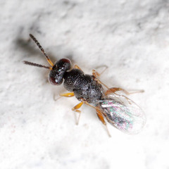 Eurytomidae