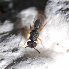 Eurytomidae