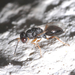 Eurytomidae