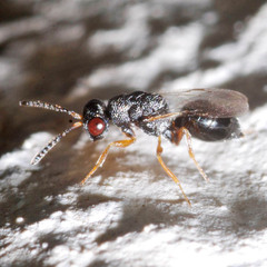 Eurytomidae
