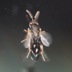 Eurytomidae