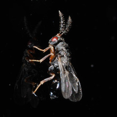 Eurytomidae