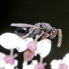 Eurytomidae