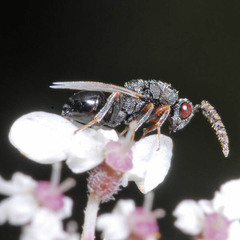 Eurytomidae