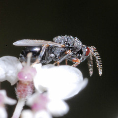 Eurytomidae