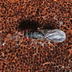 Eurytomidae