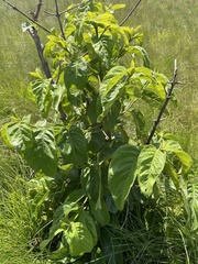 Vangueria