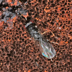 Eurytomidae