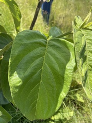 Vangueria