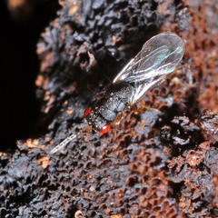Eurytomidae