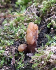 Leotiomycetes
